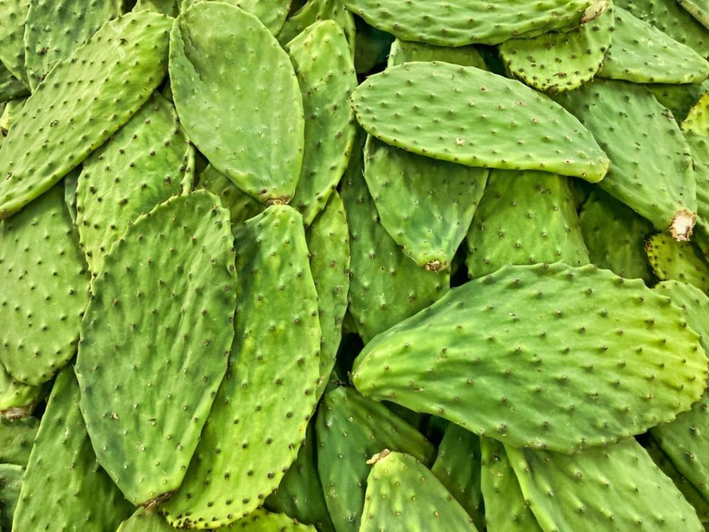¿Qué nutrientes tienen los nopales?