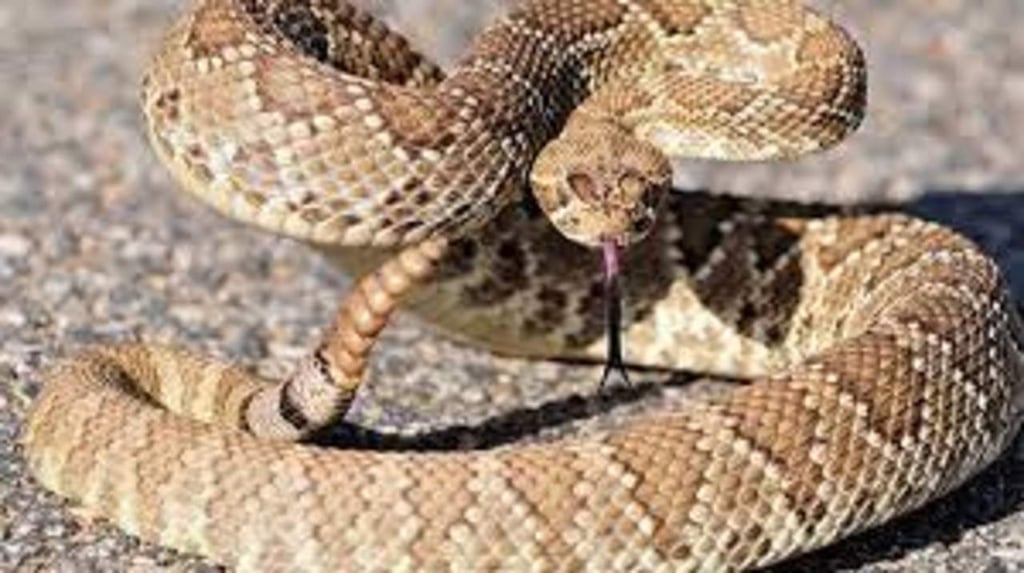 Las serpientes de cascabel engañan con su sonido a las posibles amenazas