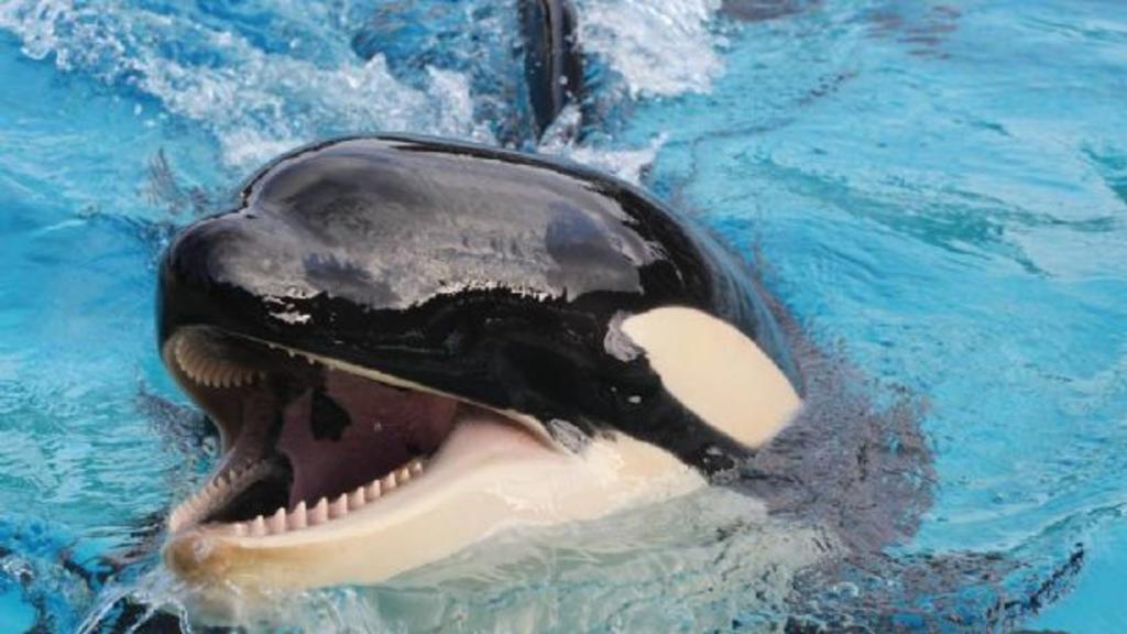 Muere Amaya, orca de 6 años en parque de San Diego