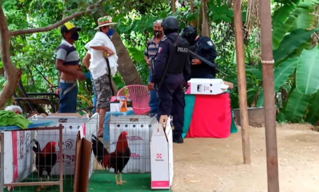 Autoridades impiden palenque clandestino de gallos en Acapulco