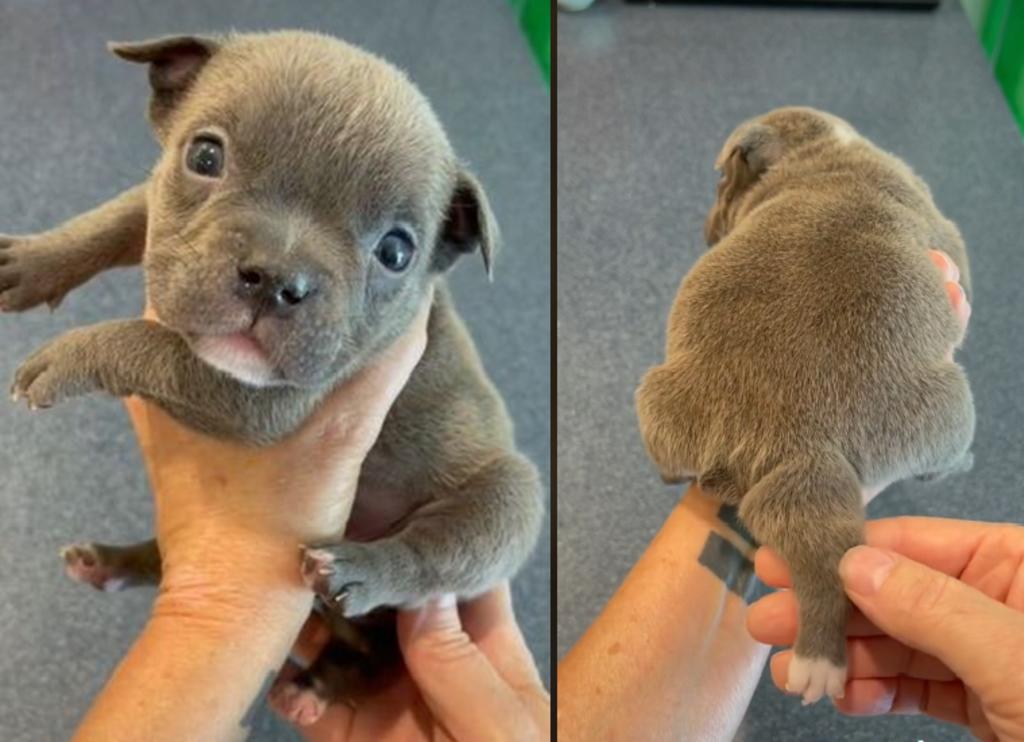 Cachorro con quinta pata que parece una segunda cola se hace viral