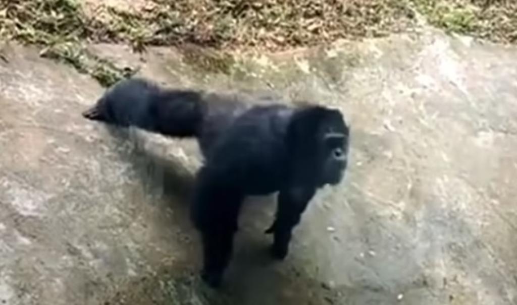 Chimpancé imita a turista y hace 'lagartijas' en un zoológico