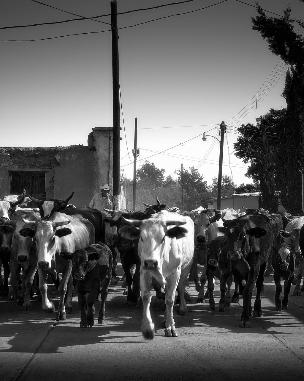 Museo Arocena alberga la cultura vaquera en la fotografía de Werner Segarra