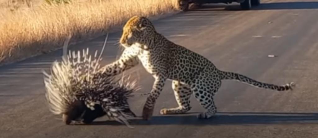 Leopardo intenta devorar a un puercoespín pero sufre dolorosas consecuencias