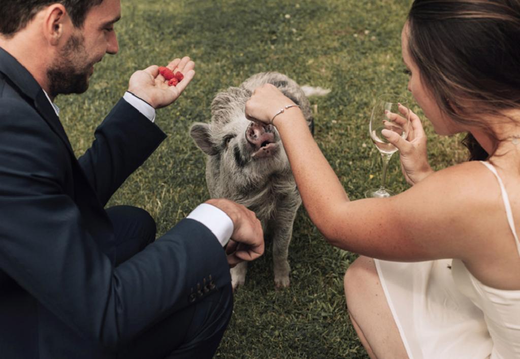 Pareja escoge a su mascota, un cerdo, como ‘dama de novia’