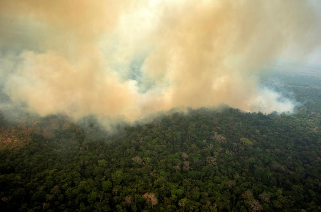 Especies amenazadas pierden buena parte del hábitat por fuegos en el Amazonas