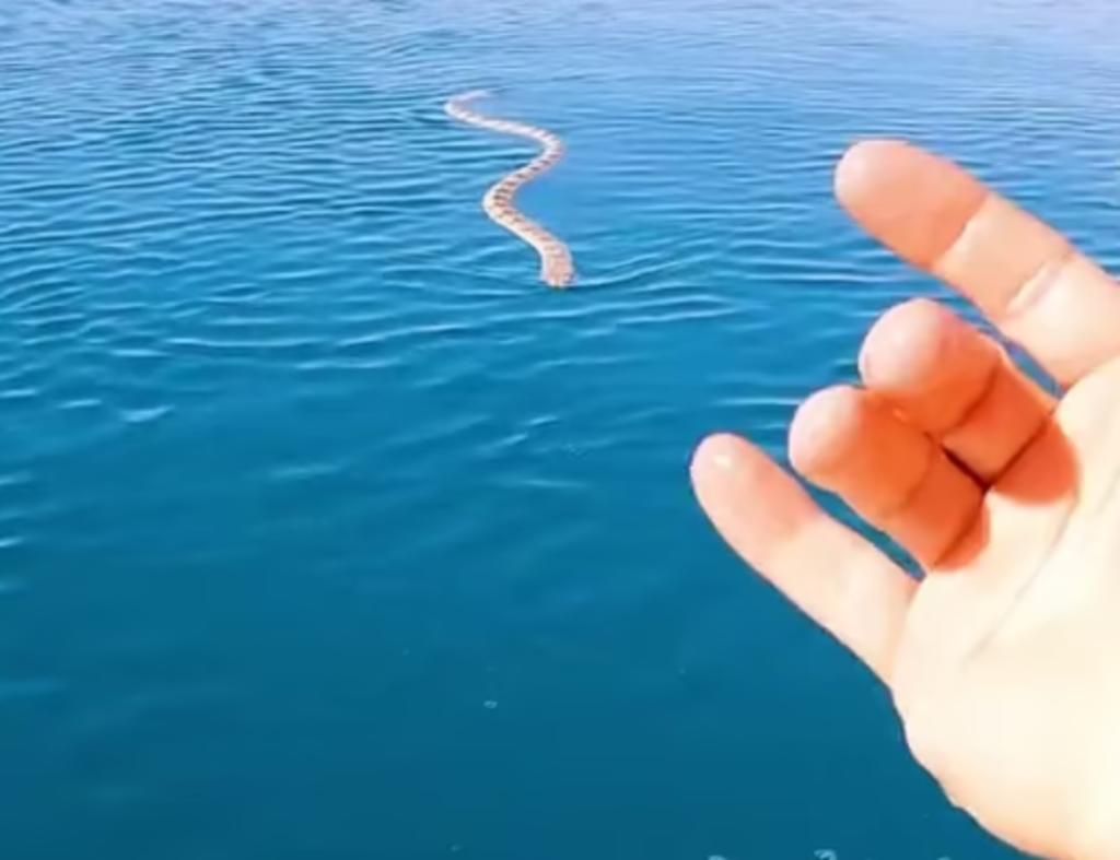 Hombre tiene encuentro cercano con serpiente marina venenosa en medio del océano