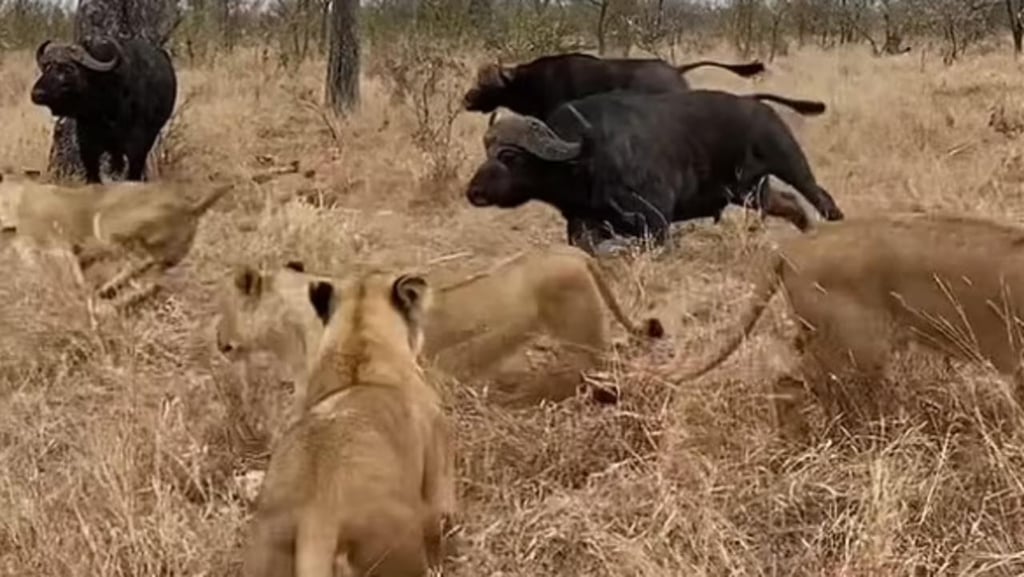 Manada de búfalos salva a uno de sus miembros de ser devorado por leones