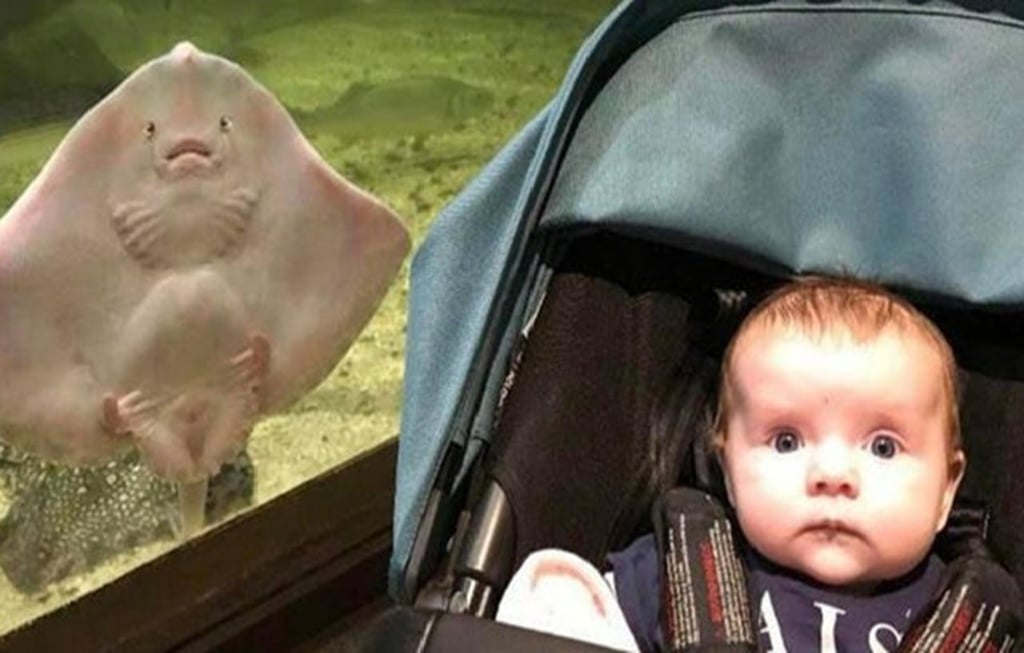Una mantarraya le hace ‘photobomb’ a un bebé y la foto se hace viral