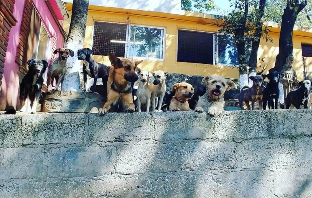 Atienden a perritos afectados del albergue Milagros Caninos