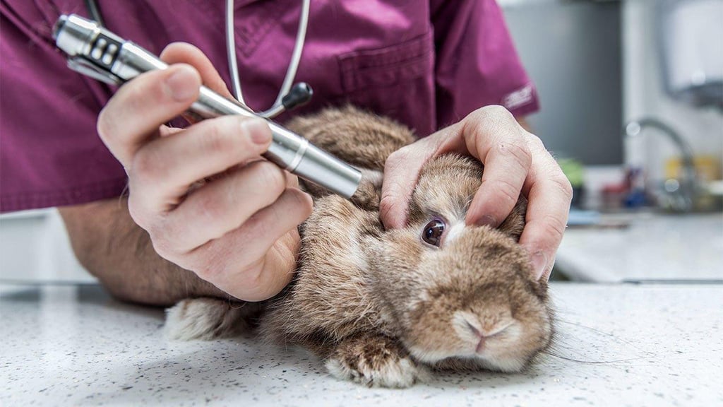 El Senado mexicano aprueba reforma para prohibir pruebas cosméticas en animales