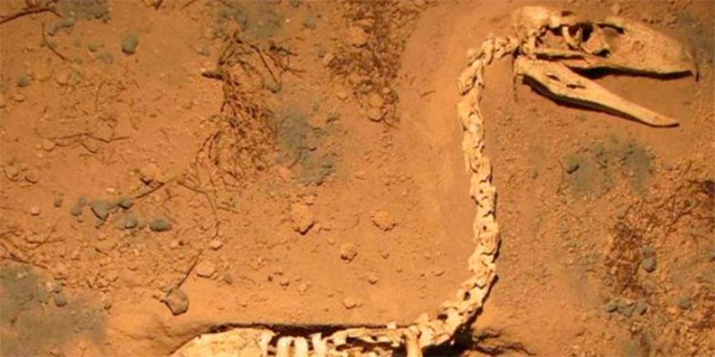 Investigadores descubren aves carnívoras gigantes del Pleistoceno en Argentina