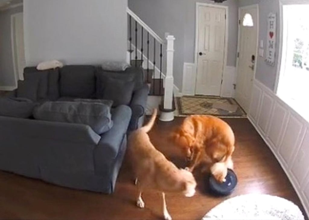Dos perros contra una aspiradora; dueña comparte video y se hace viral