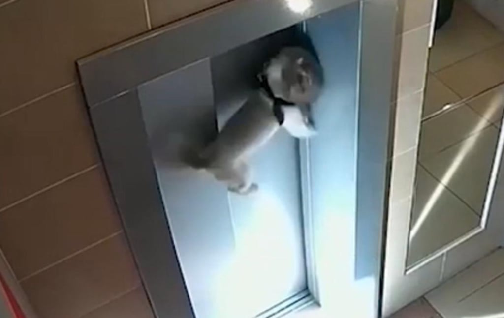 Perro queda colgando en las puertas de un ascensor luego de que su dueña entró sin él