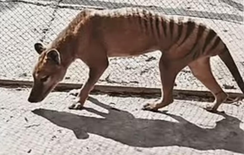 Revelan imágenes a color del tigre de Tasmania extinto hace 85 años