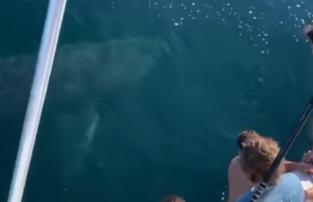 Hombre salta sobre un tiburón peregrino y genera indagación en redes