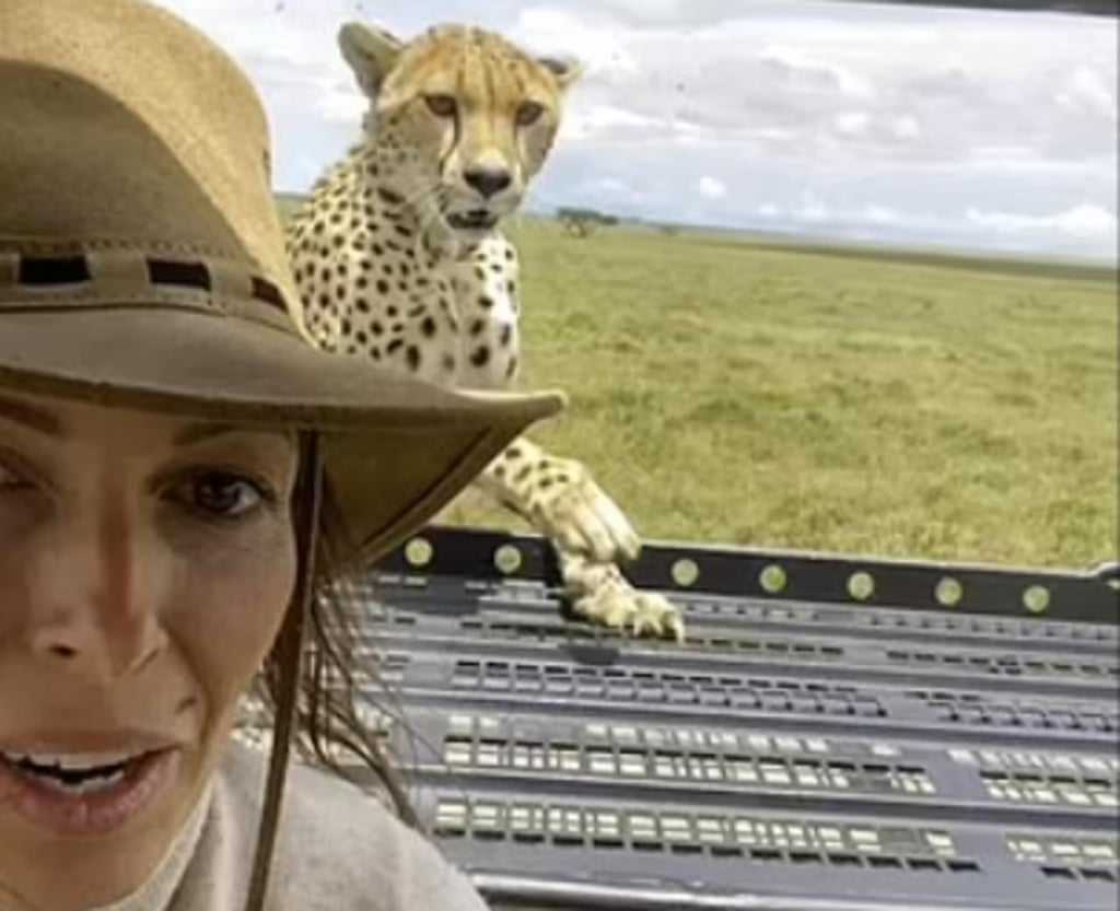 Turista tiene encuentro cercano con un guepardo que escaló el vehículo en donde viajaba