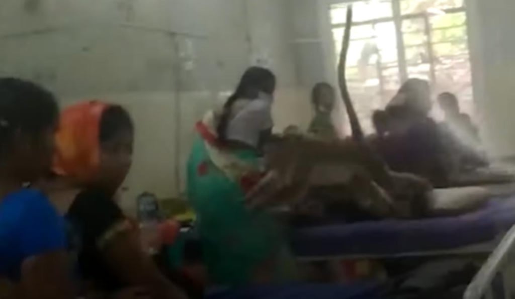 Monos irrumpen en sala de maternidad y saltan de cama en cama