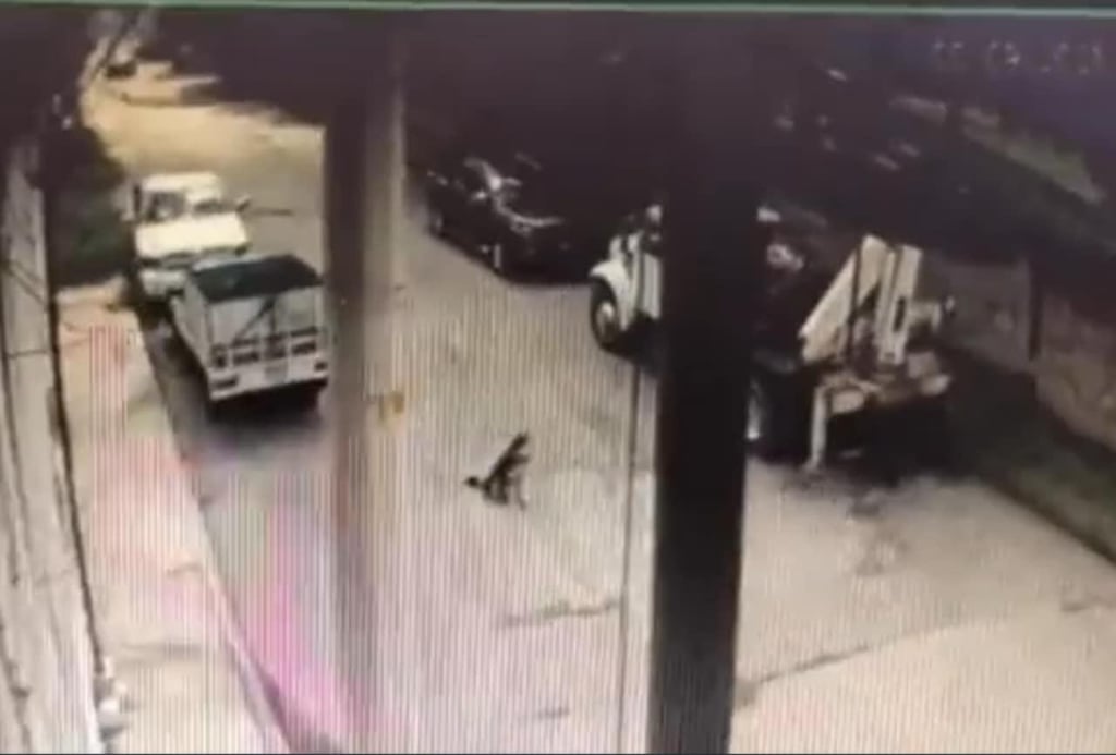 VIDEO: patrulla de Policía atropella a perrito 'Rolo' en Melchor Ocampo, Edomex