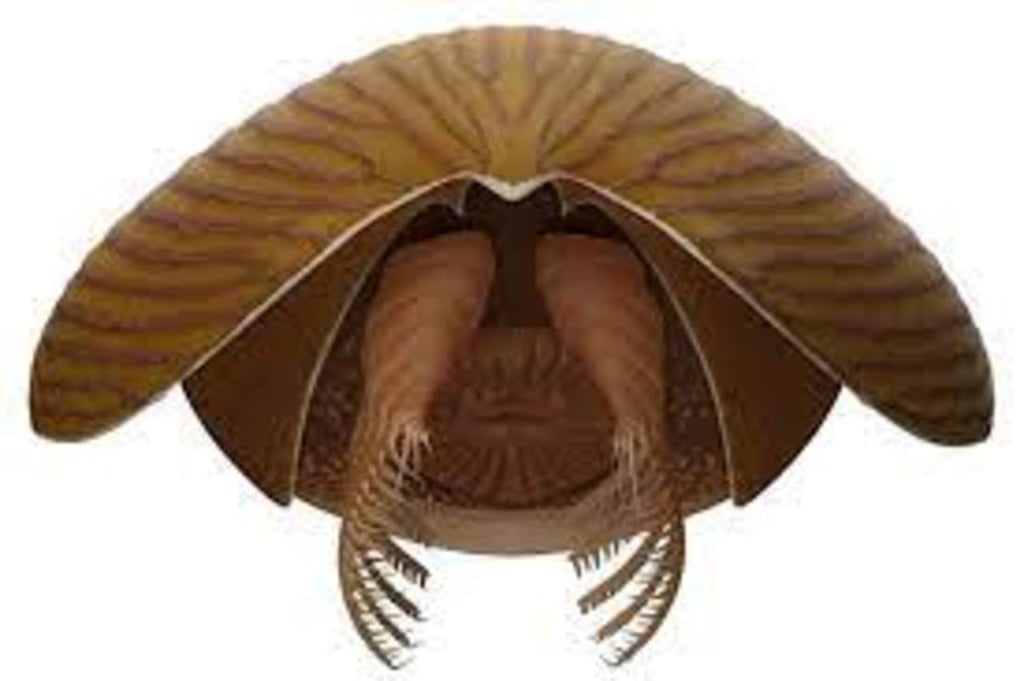 Titanokorys gainesi, el gigante de los océanos del Cámbrico