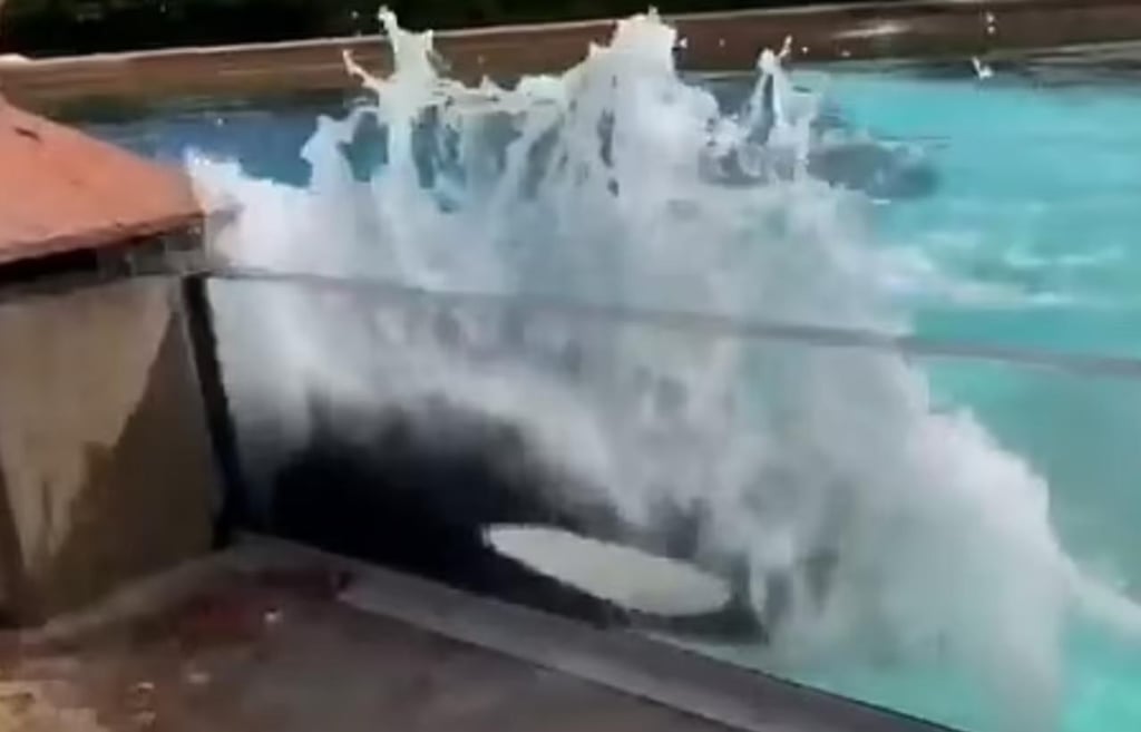 Activistas graban a una ballena golpeando su cabeza contra el vidrio de su estanque