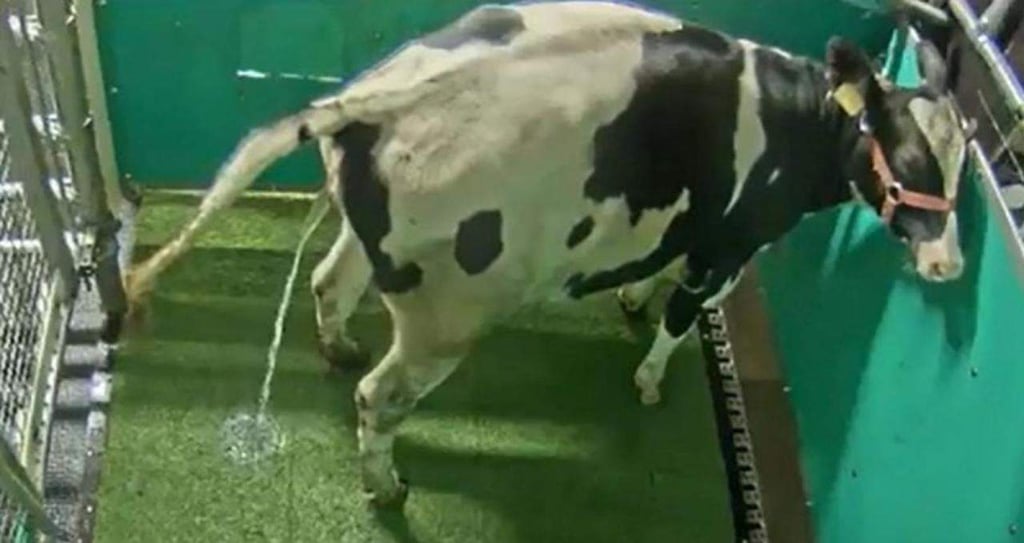 Granjeros enseñan a las vacas a ir al baño para reducir la contaminación por amoníaco