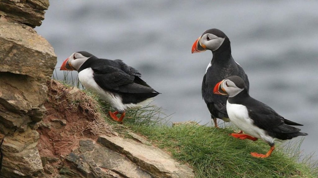 Los ciclones matan de hambre a las aves marinas del Atlántico Norte