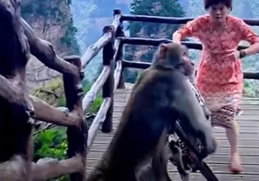 Mono le roba la mochila a una turista que estaba bailando en un mirador