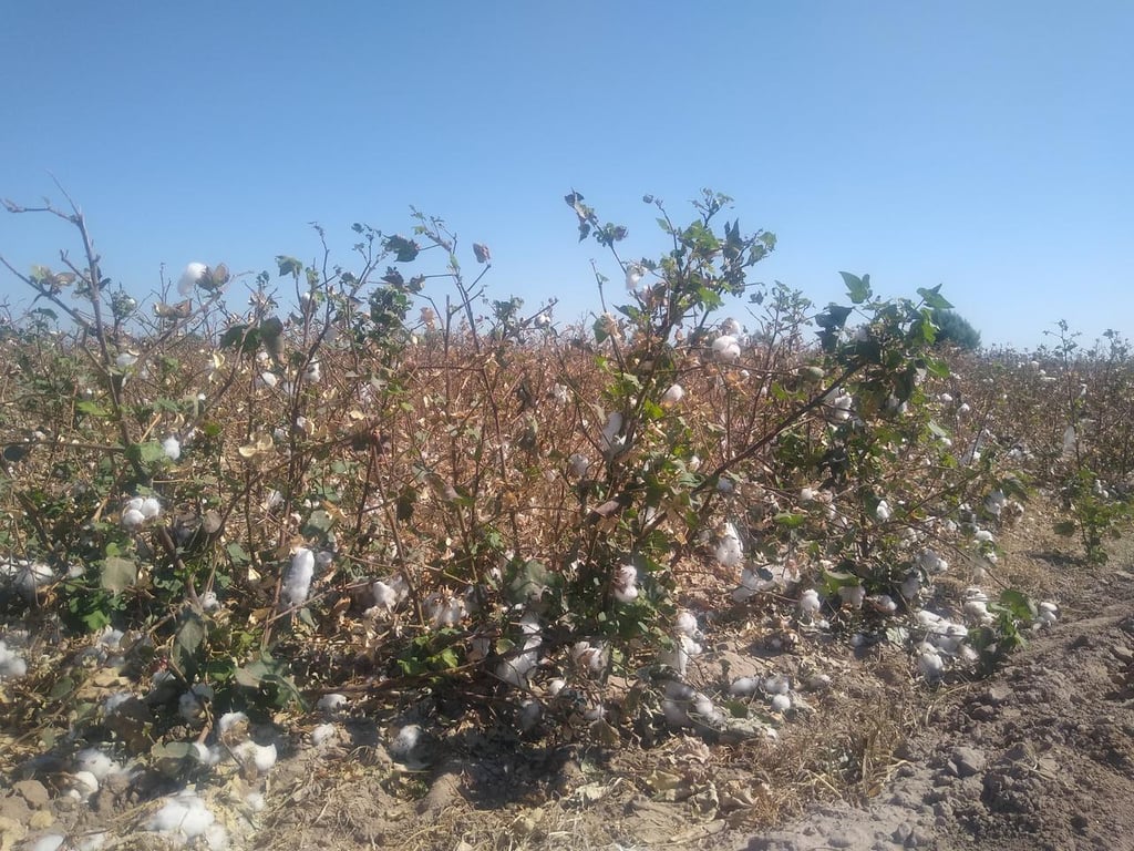 Productores de Madero y San Pedro registran precio récord en comercialización del algodón