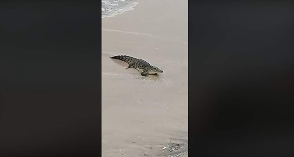 VIDEO: Cocodrilo 'se pasea' en playa de Mazatlán; no lo han capturado