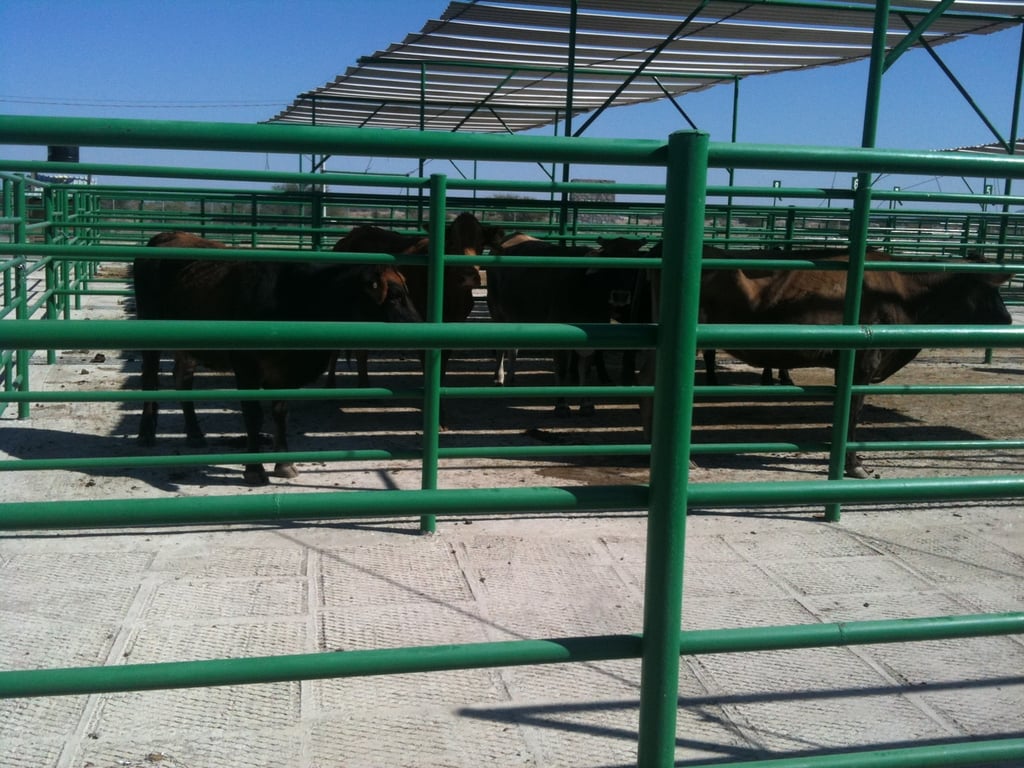 Durango reporta producción de 75 mil toneladas de carne de res
