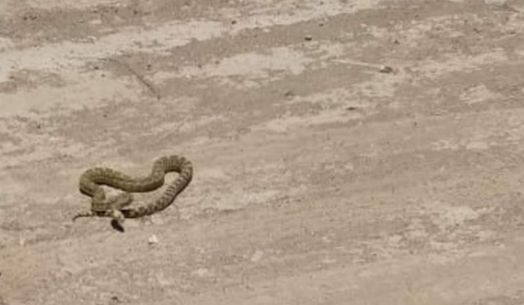 Más atendidos por mordedura de serpiente