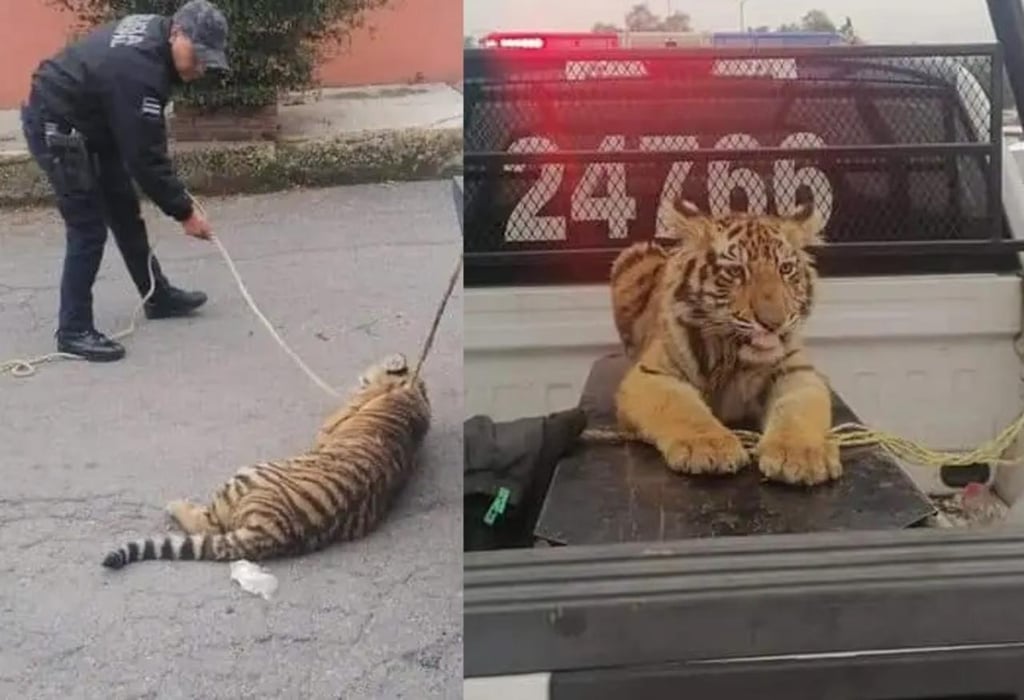 Autoridades del Edomex capturan a tigre de bengala que deambulaba en calles de Cuautitlán Izcalli