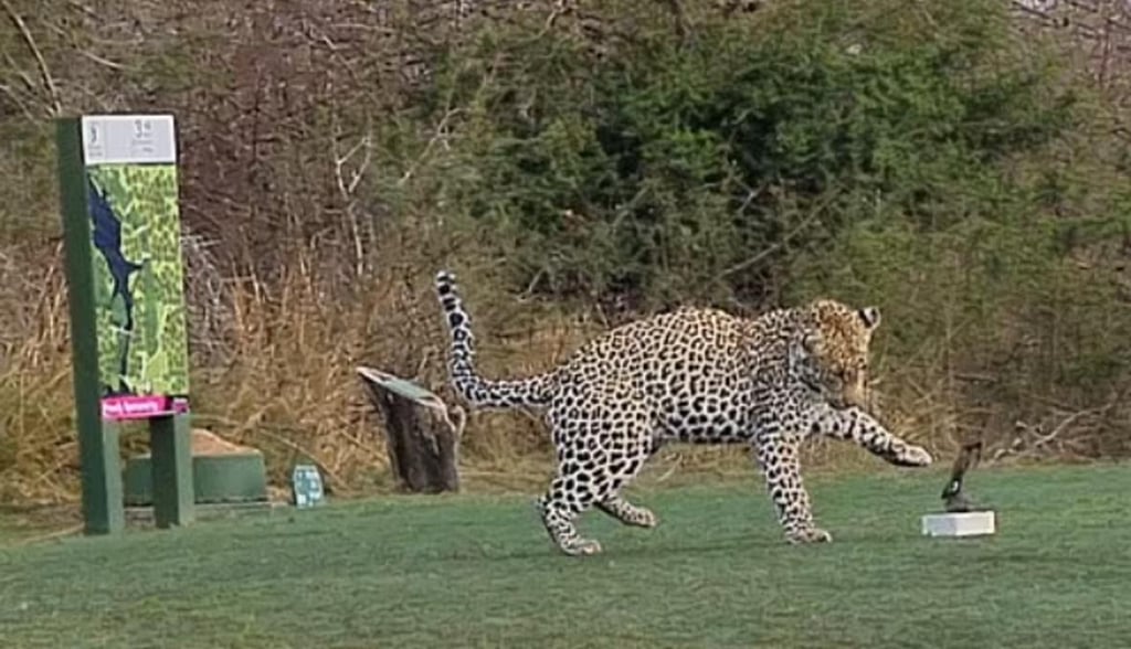 Leopardo es grabado 'jugando' golf en un campo en Sudáfrica