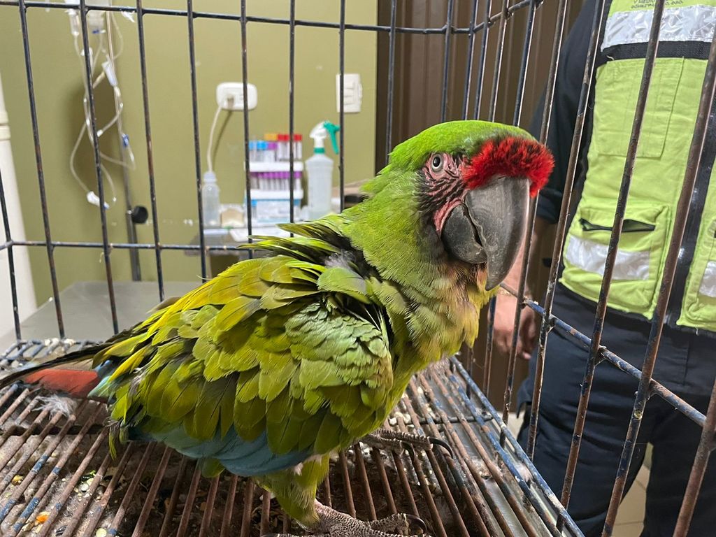Brigada rescata guacamaya verde en Gómez Palacio