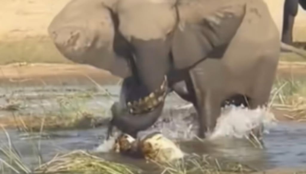 Elefante mata a pisotones a cocodrilo que estaba acechando a su cria