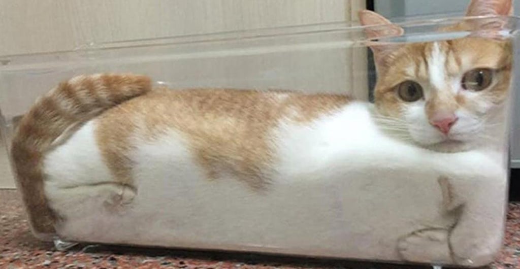 ¿Los gatos son líquidos?