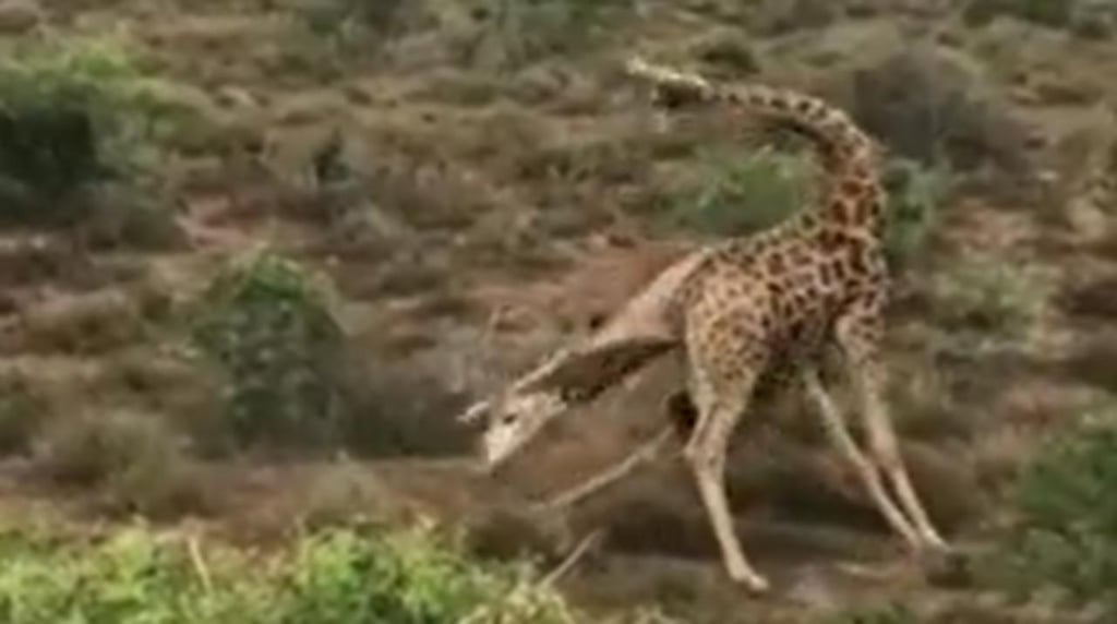 Jirafas son grabadas peleando y una usó su cuello para derribar a su rival