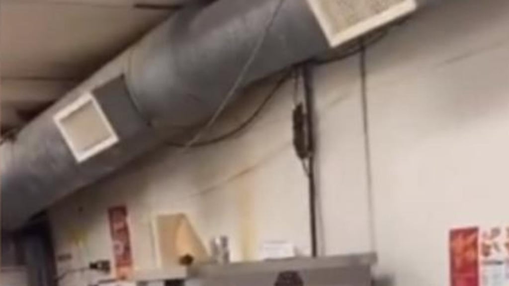 Video de 'Tik Tok' provoca clausura de restaurante por estar infestado de ratas