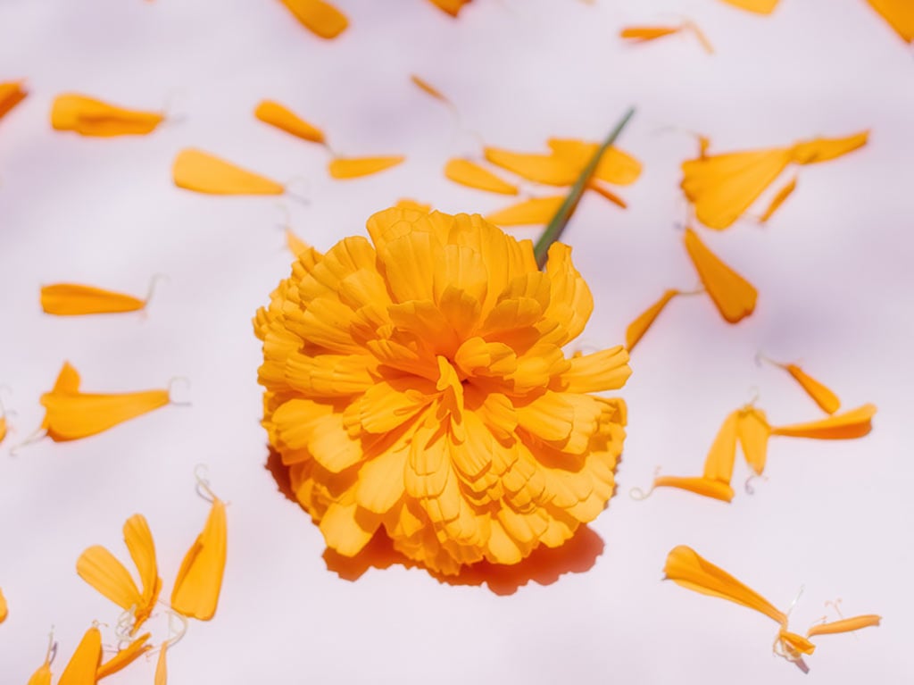 Para qué sirve el té de flor de cempasúchil