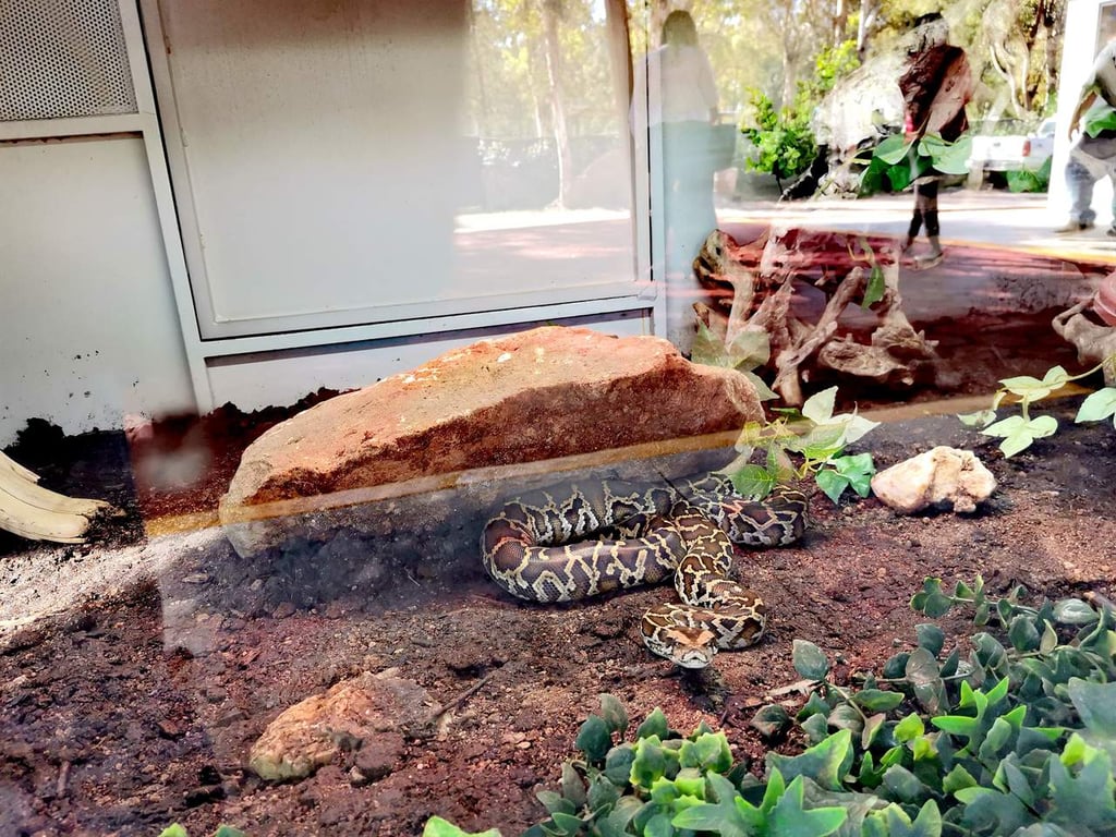 Nuevo herpetario en el Zoológico Sahuatoba