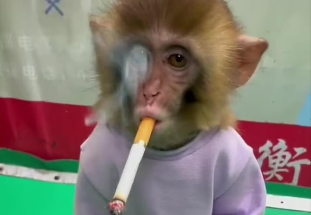 Zoológico obliga a un mono a fumar como parte de una campaña de salud