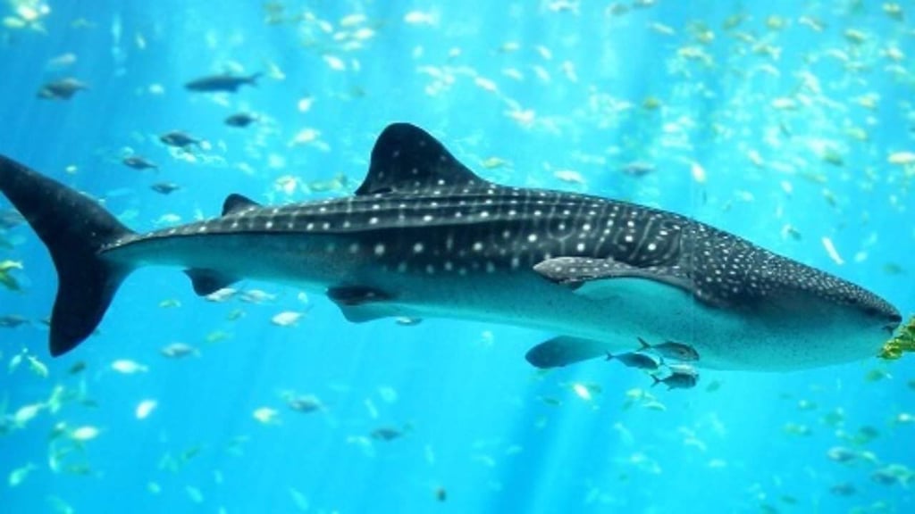 Estudio genético en Panamá da luces para la protección del tiburón ballena