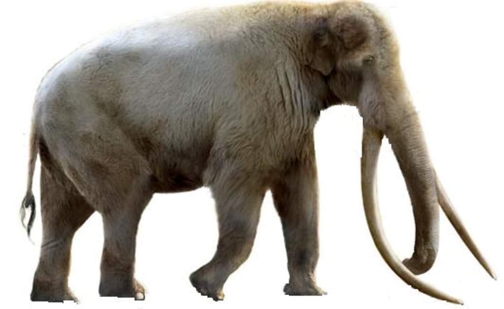 Estudian el único esqueleto hallado en Europa de una cría de elefante antiguo