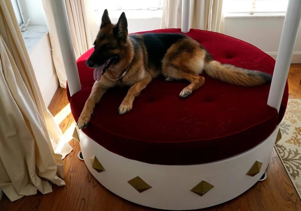 Gunther VI, el perro más rico del mundo pone a la venta casa en Miami por casi 32 millones de dólares