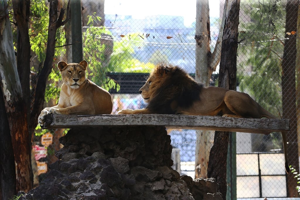 Mejoraron siete albergues en el Zoológico Sahuatoba