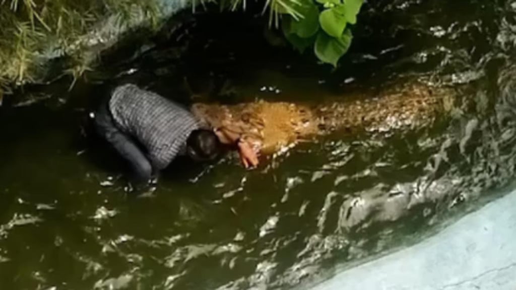 Turista es atacado por un cocodrilo tras ingresar a su recinto porque pensó que era de plástico