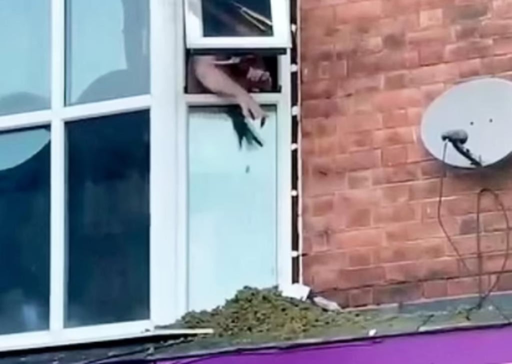 Preusnto traficante arroja marihuana por una ventana frente a grupo de policías