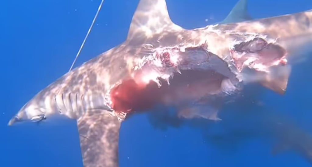 Tiburón es devorado por otros tiburones momentos después de haber sido liberado