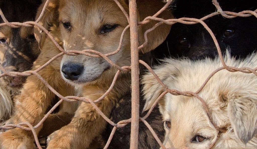 Corea del Sur podría empezar a prohibir el consumo de la carne de perro
